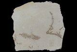 Metasequoia (Dawn Redwood) Fossils - Montana #85760-1